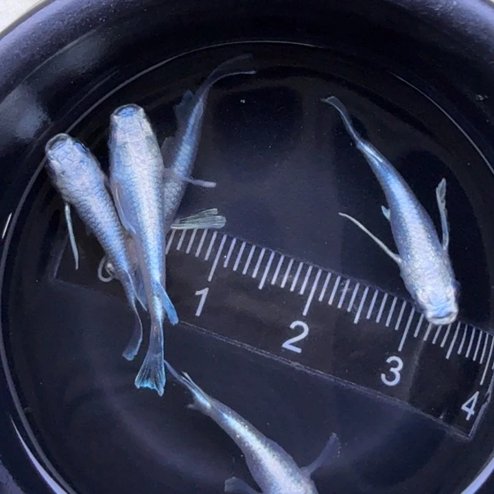 海水鱼短体天使61号