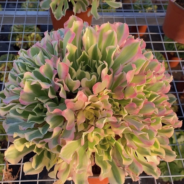闪购法师1棵雨花石