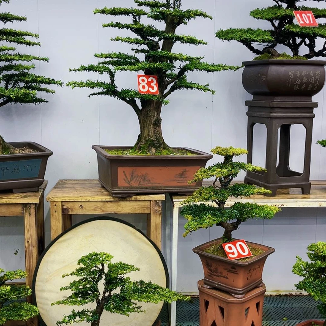 【闪购商品】罗汉松盆景艺术展