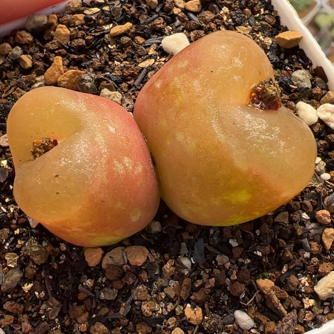 水蜜桃多肉植物盆栽栽培