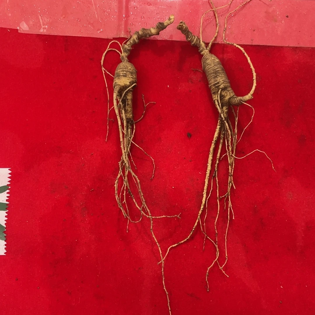 中国大陆长白山3号