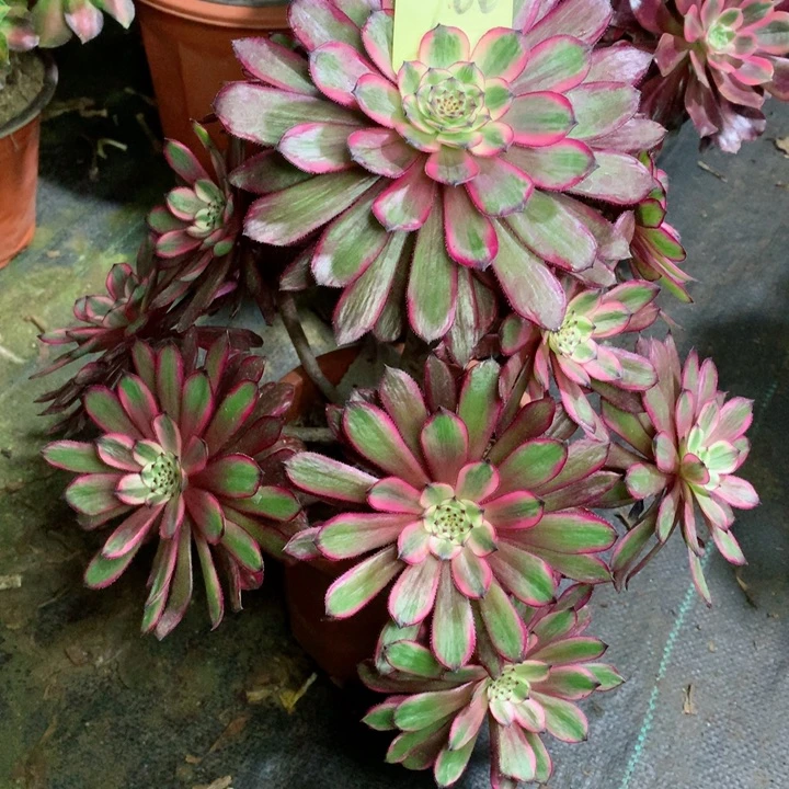 100紫霞仙子多肉111111