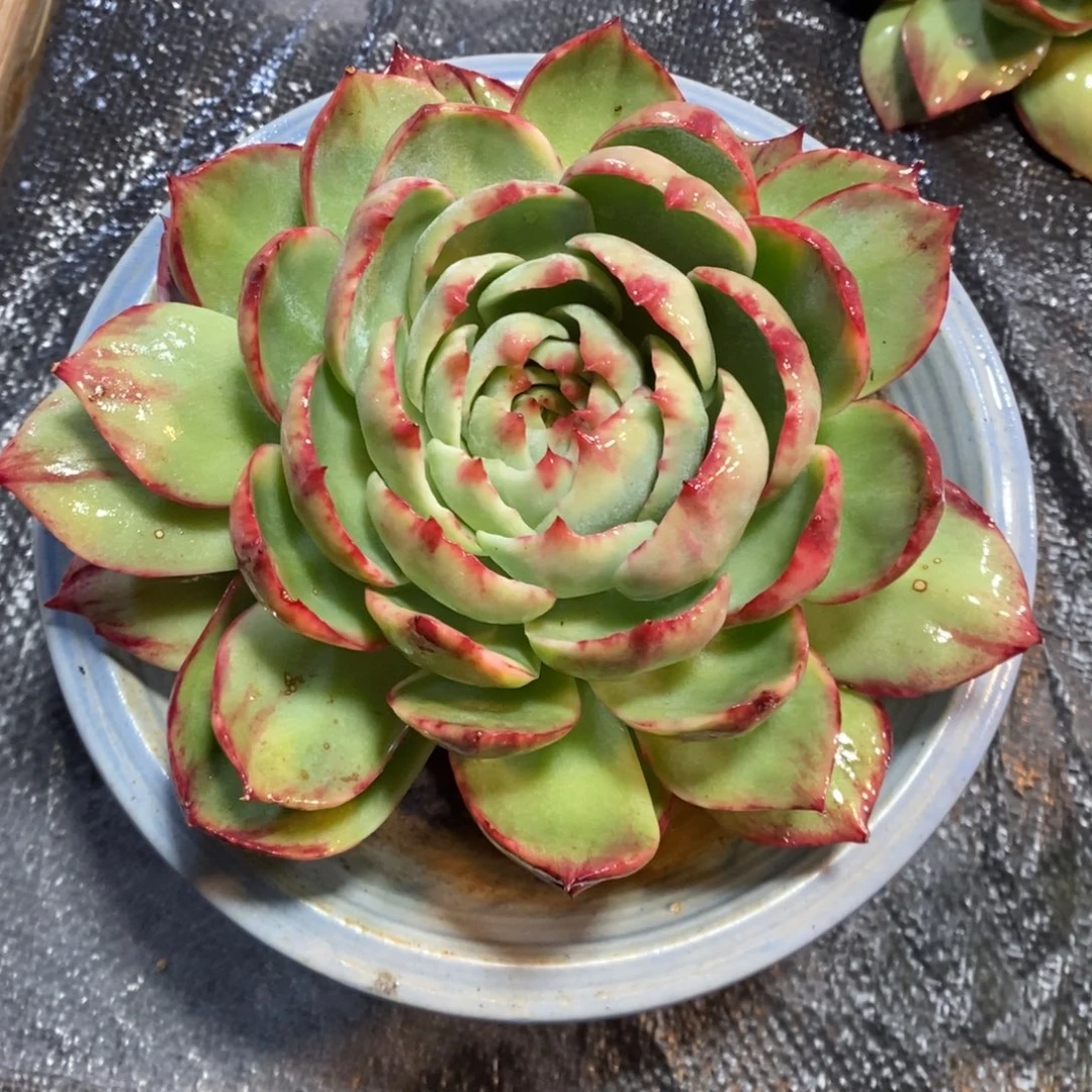 多***子惊鸿仙子一物一拍