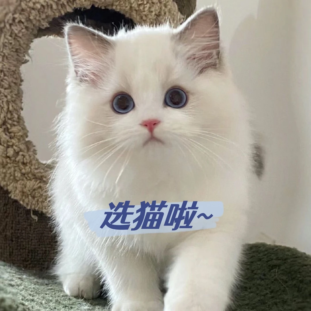 多种品类宠物猫活体布偶金渐层缅因英短等