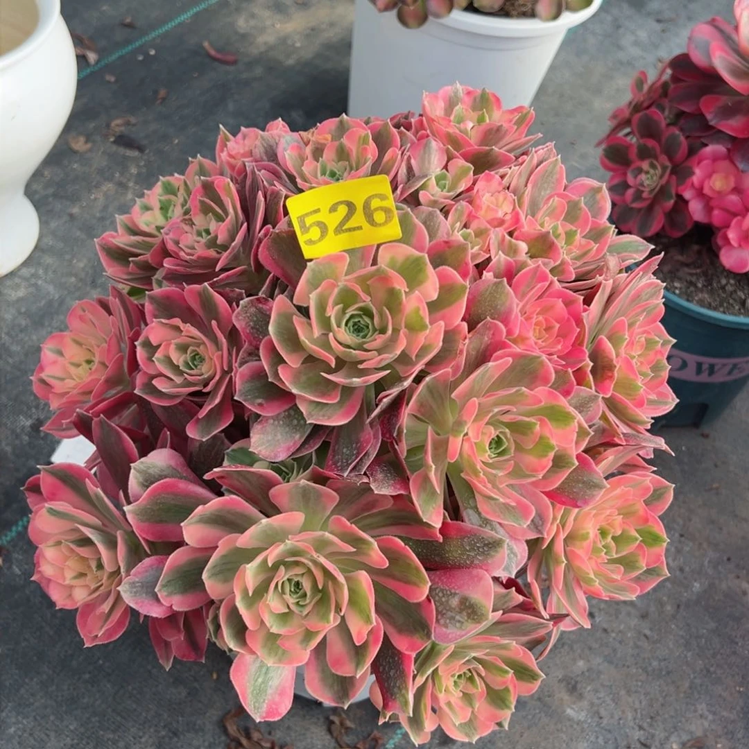 526粉女郎法师多肉