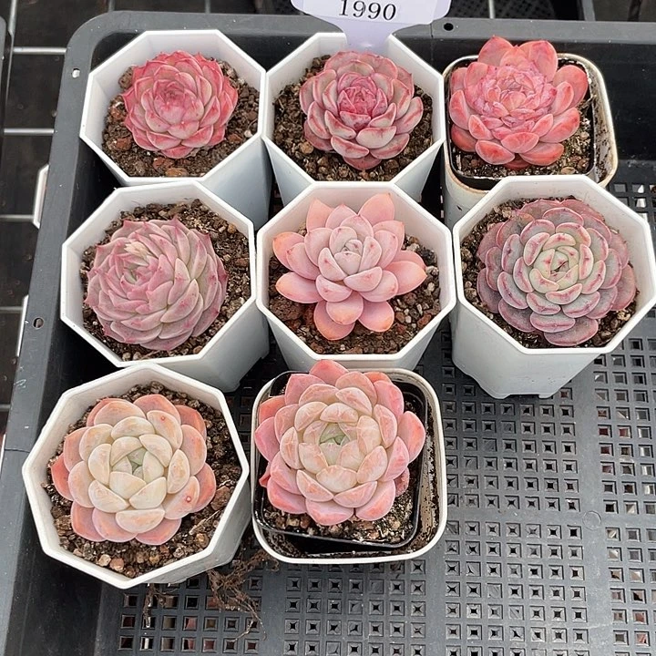 薇薇安园艺多肉1990