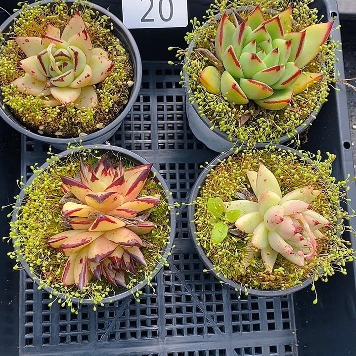 20 多肉植物盆栽花卉植物