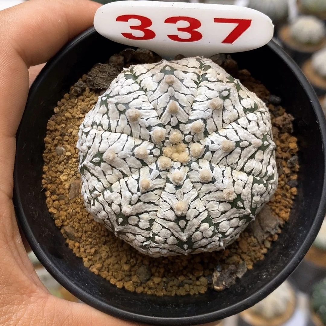 337福利特价来了哦耶