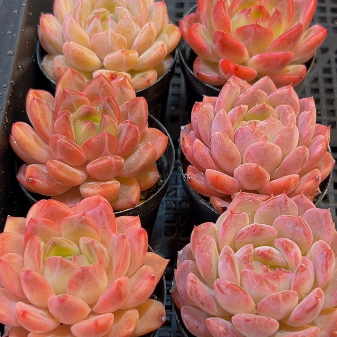 138多肉葡领导人的接见