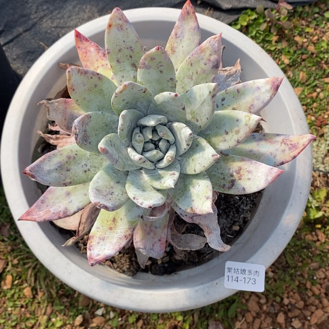 173号赛李娜粗腿子