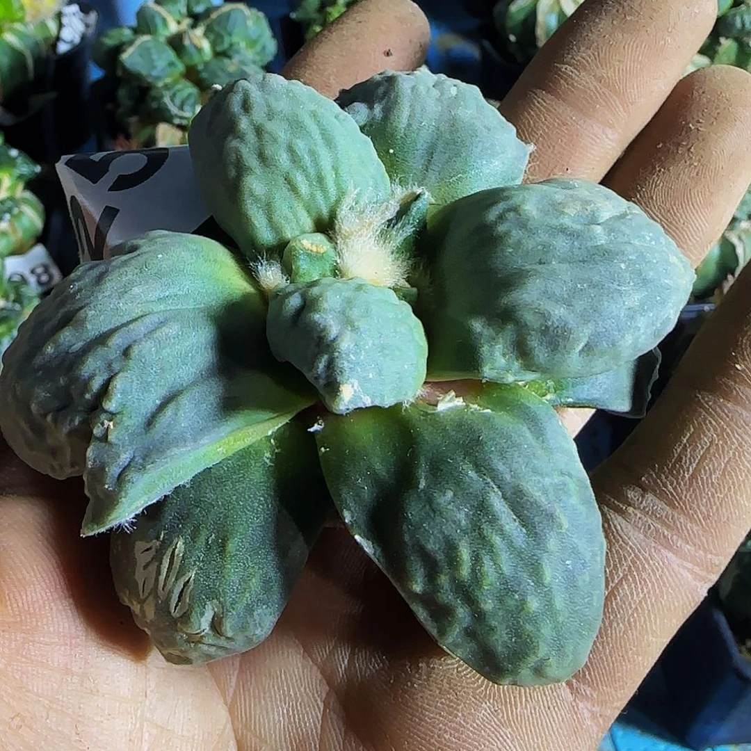 丸叶怒涛256刚出根