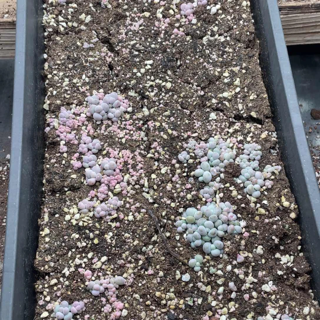 云糖心多肉植物174