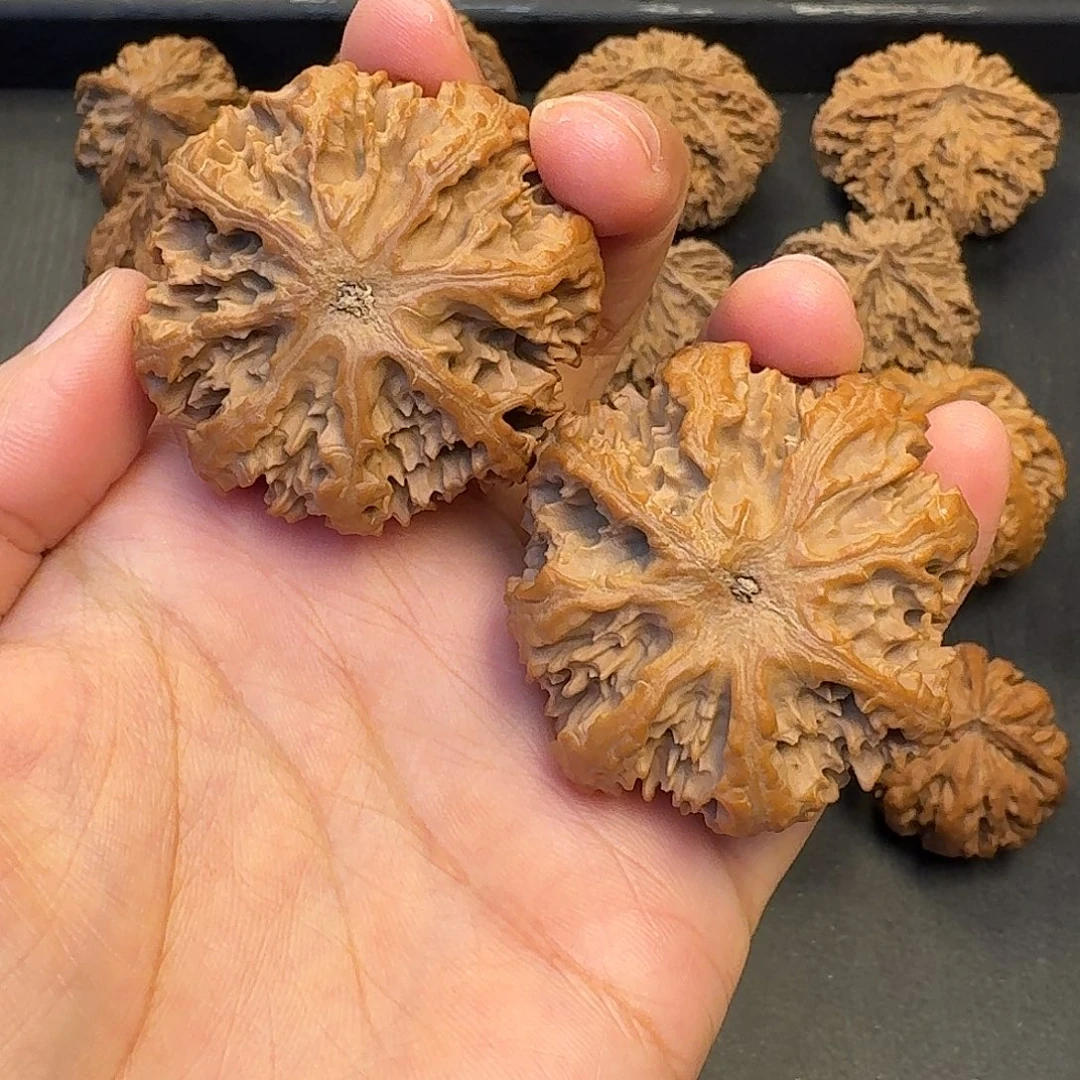 梳***禅核桃突突突突突突突突突突突突突突