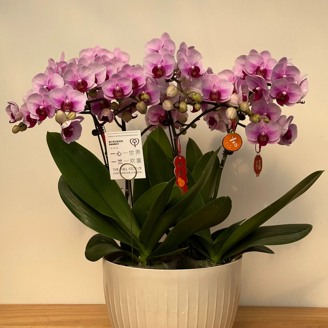 【顺丰次日达 第二名】粉色3.5寸杯蝴蝶兰 年宵花 江浙沪次日达 农场直发