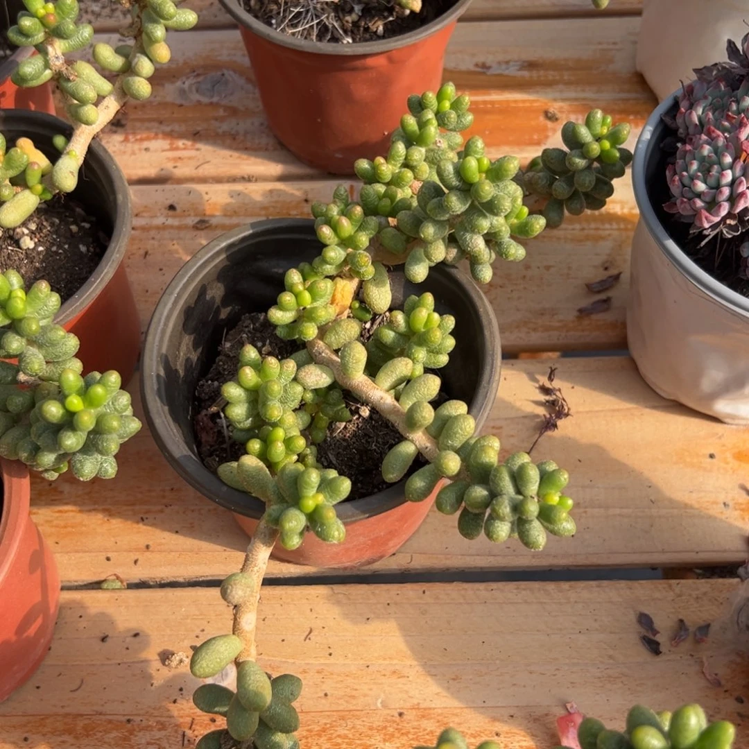 多肉绿龟卵【满18包邮】