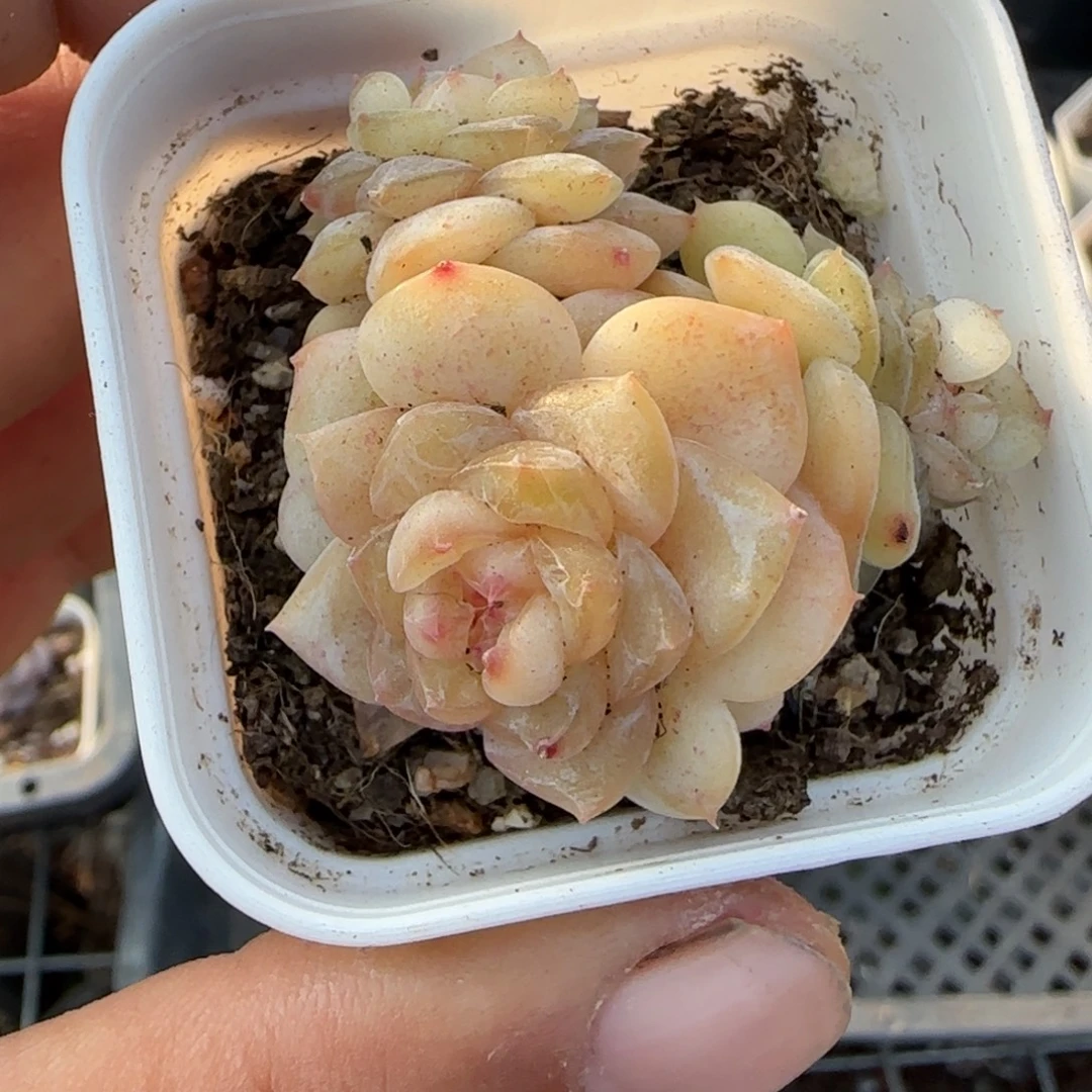 多肉小卡拉米糖心一物一拍