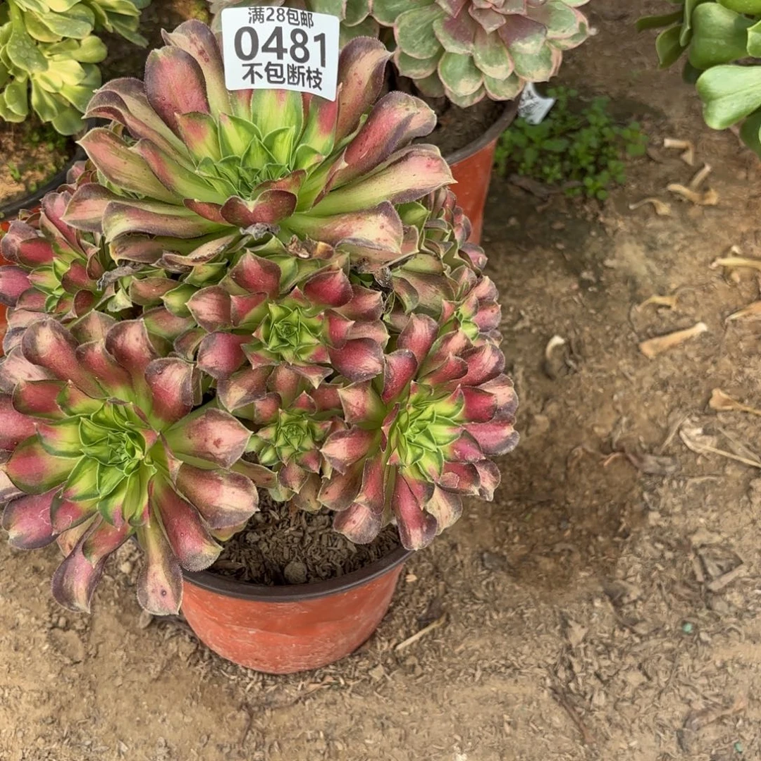 M. 481韶华多肉，bano