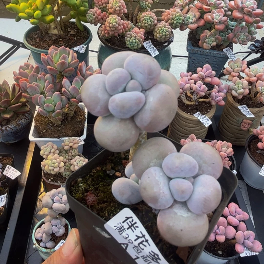 1616芭比奶酪6cm多肉