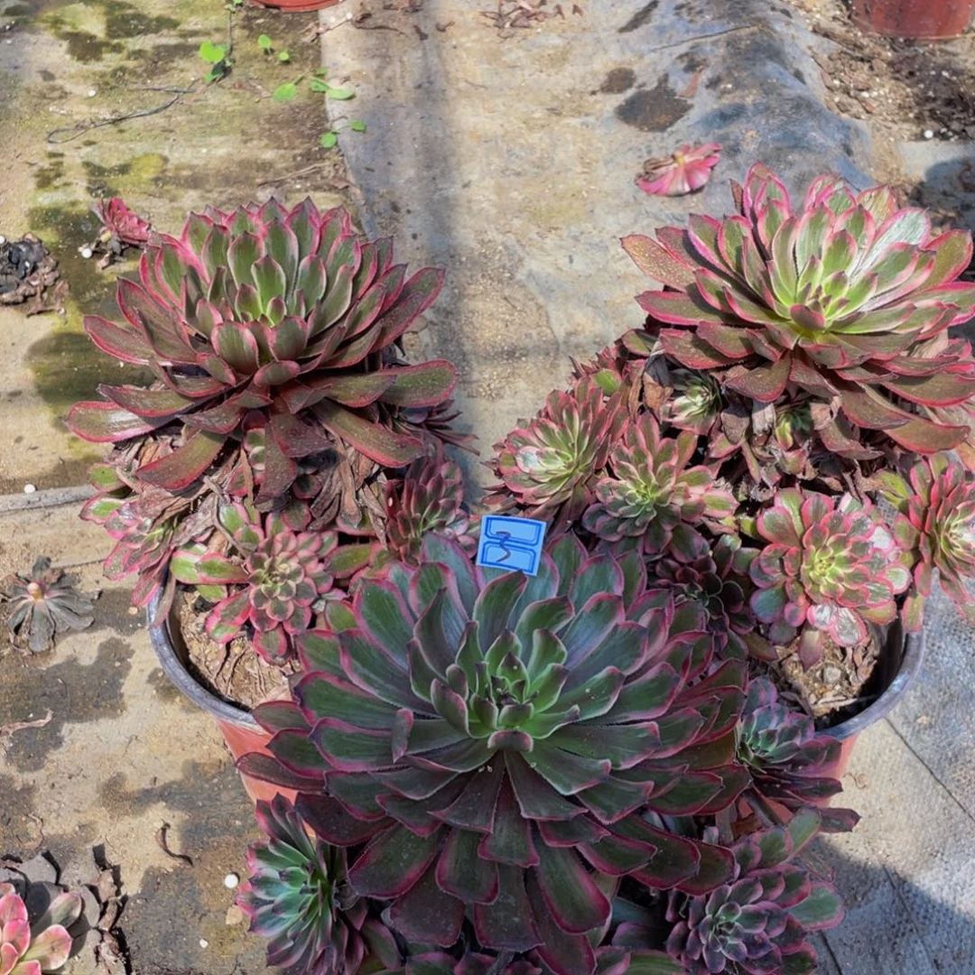不包断枝鲜花3鲜花老桩