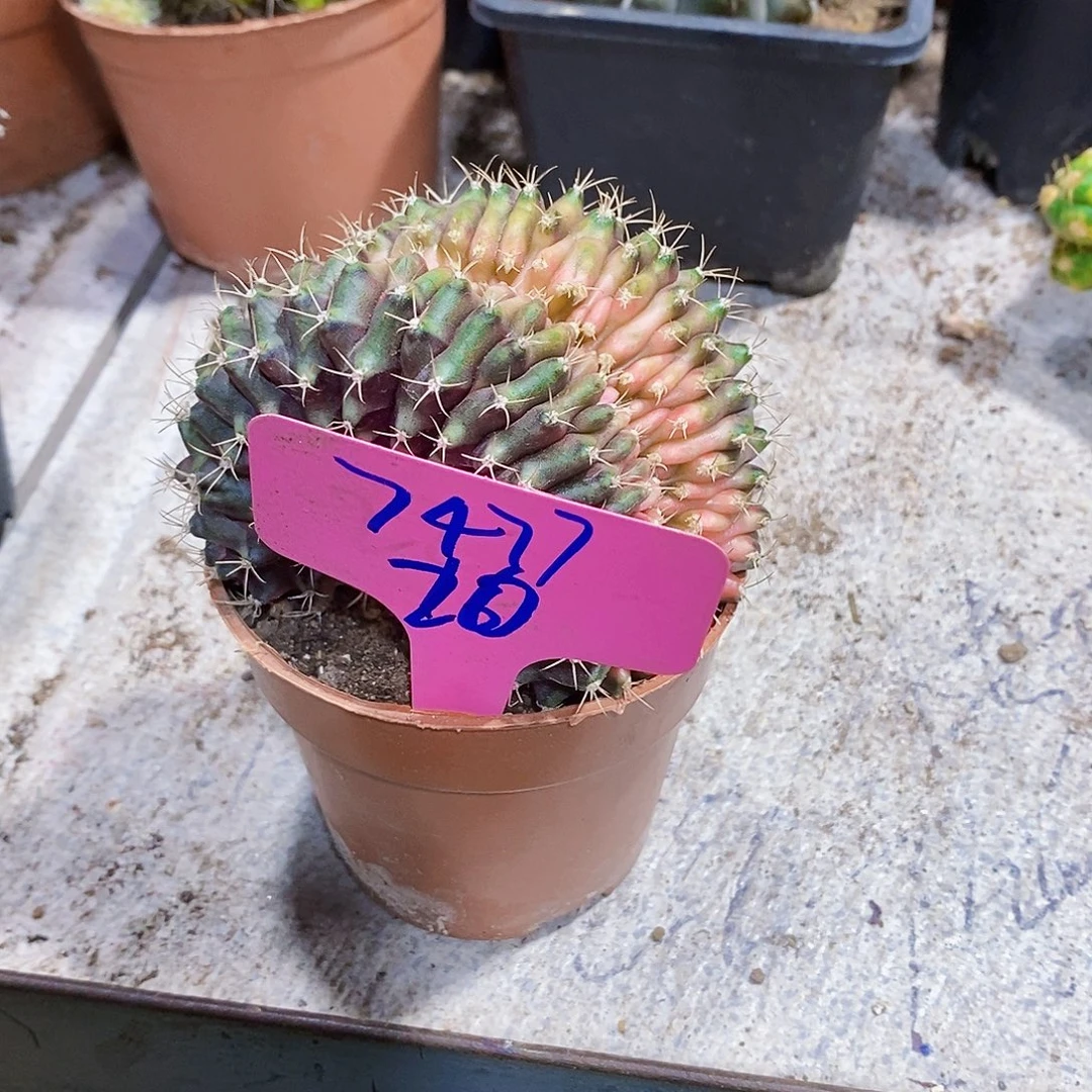 无花朵7477号111111111111个