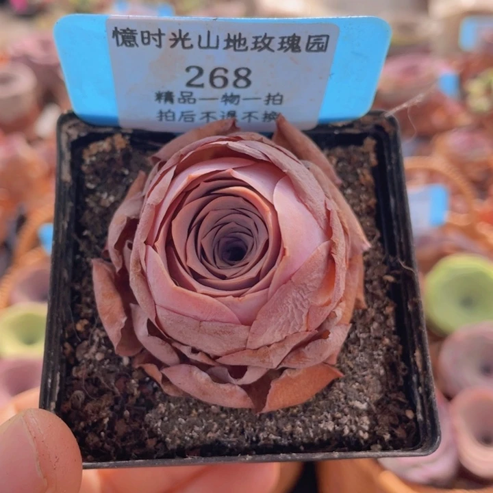山地玫瑰268裸根发货不售后