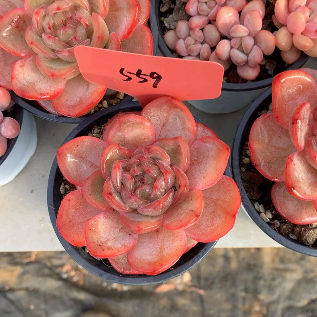 珍妮多72727227272738