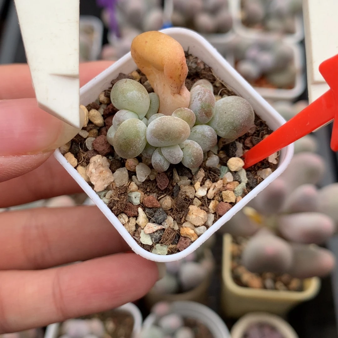 韩国黄油油煎叶插苗