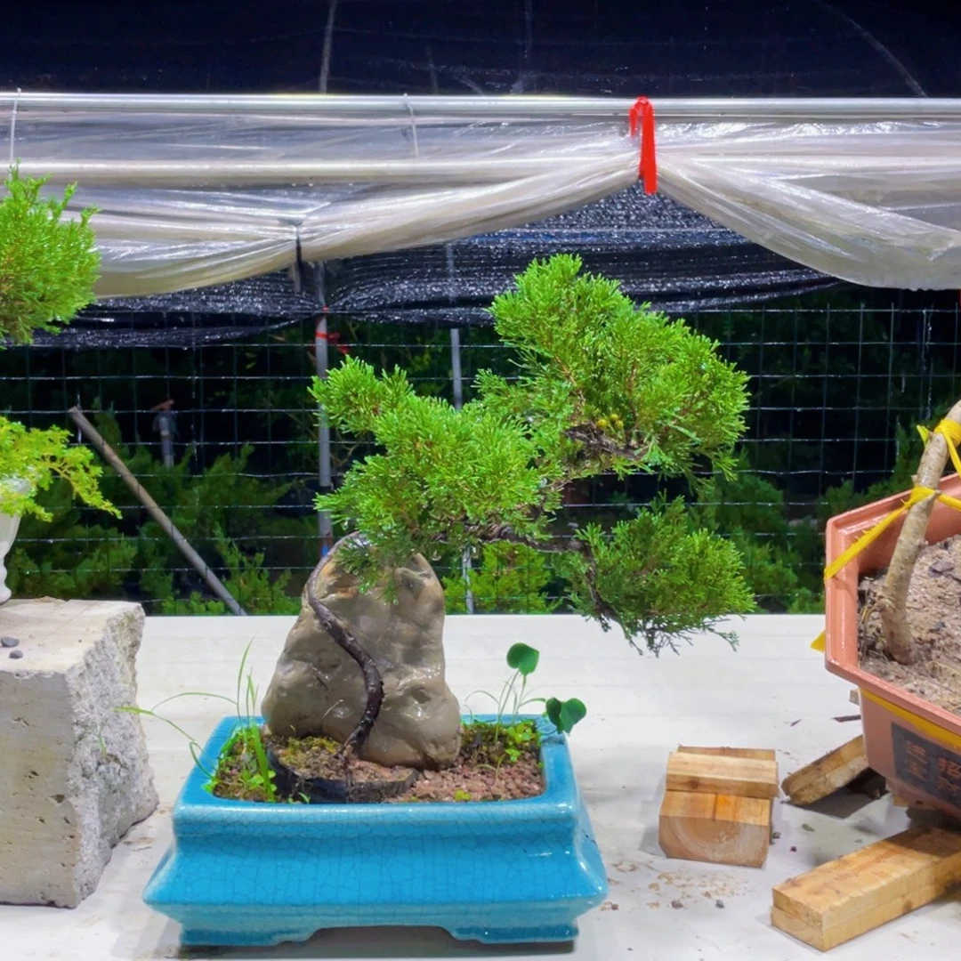 无花朵一物一拍秒付一物一树