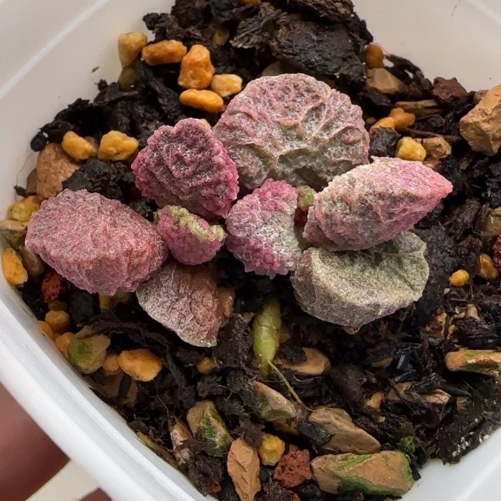 大鱼海棠水泡多肉植物