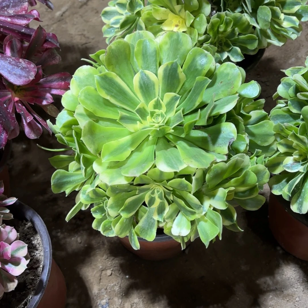 绿豆沙9.9多肉植物