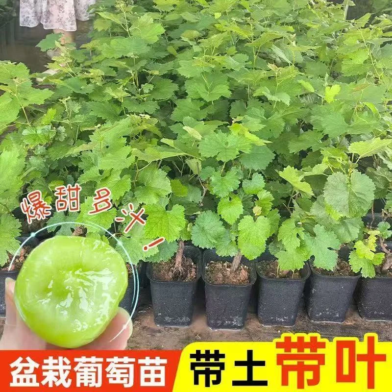 葡萄树苖特大巨峰无籽阳光玫瑰葡萄苗蓝宝石爬藤南北方种当年结果