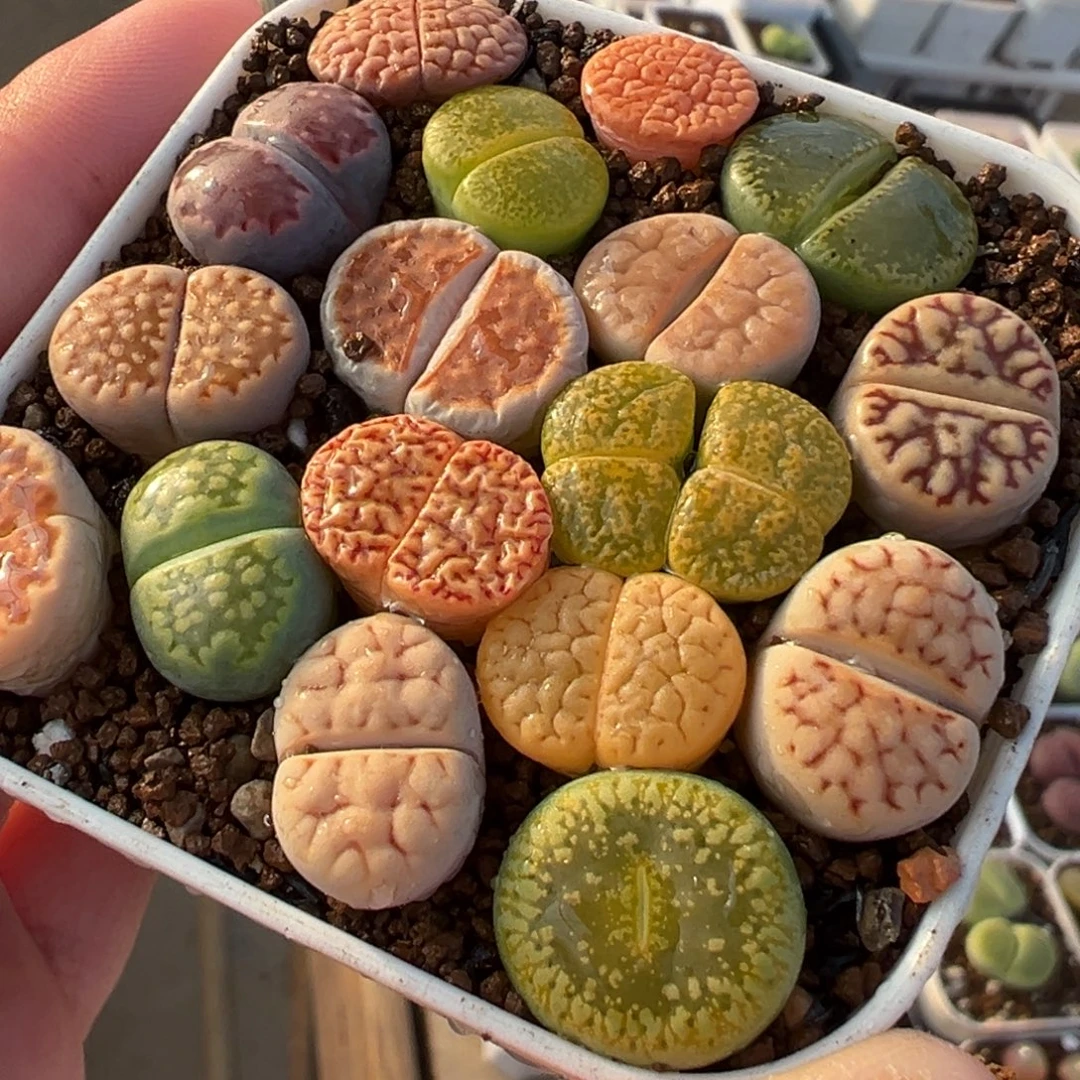 015多肉植物种类多样