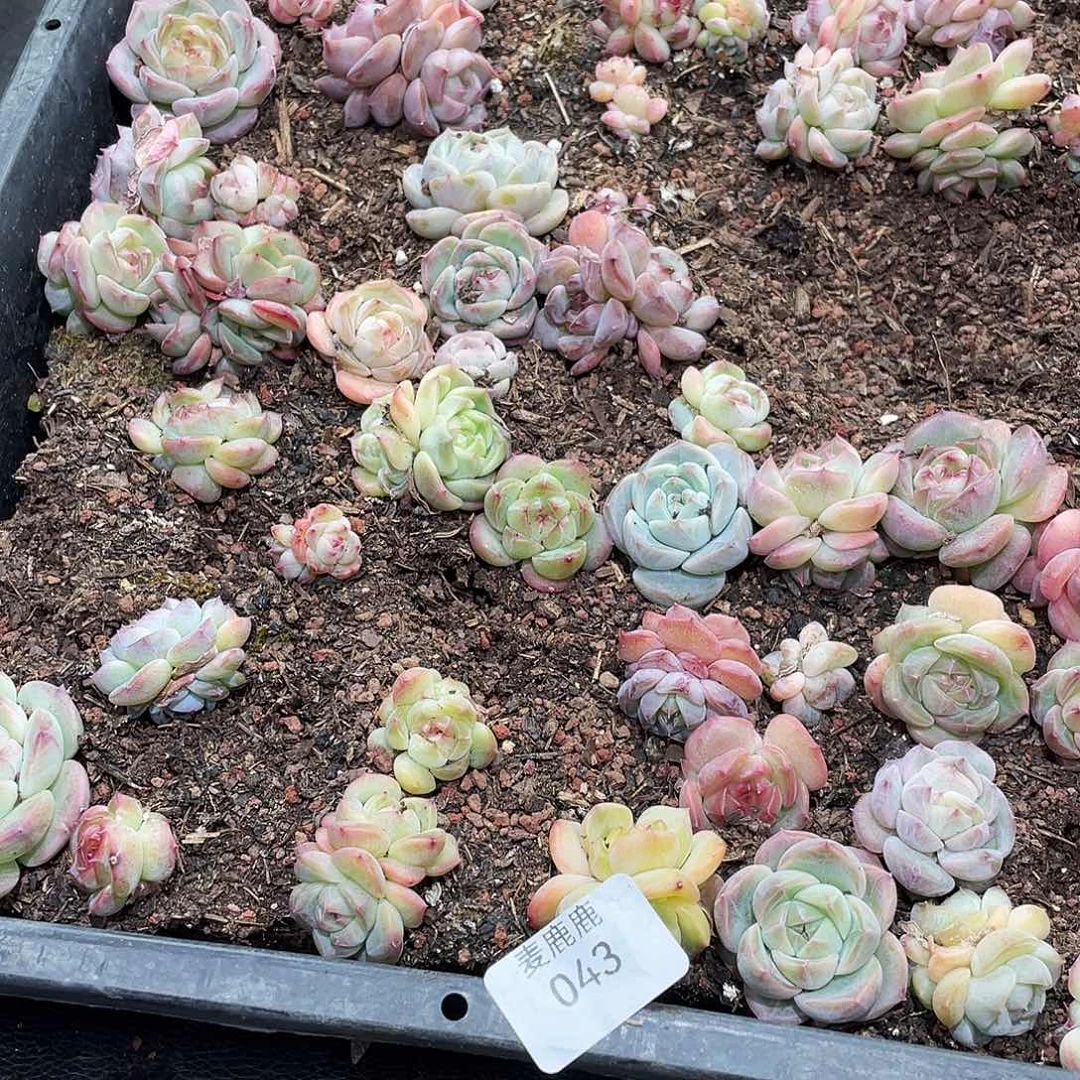 啊***咦043。定。