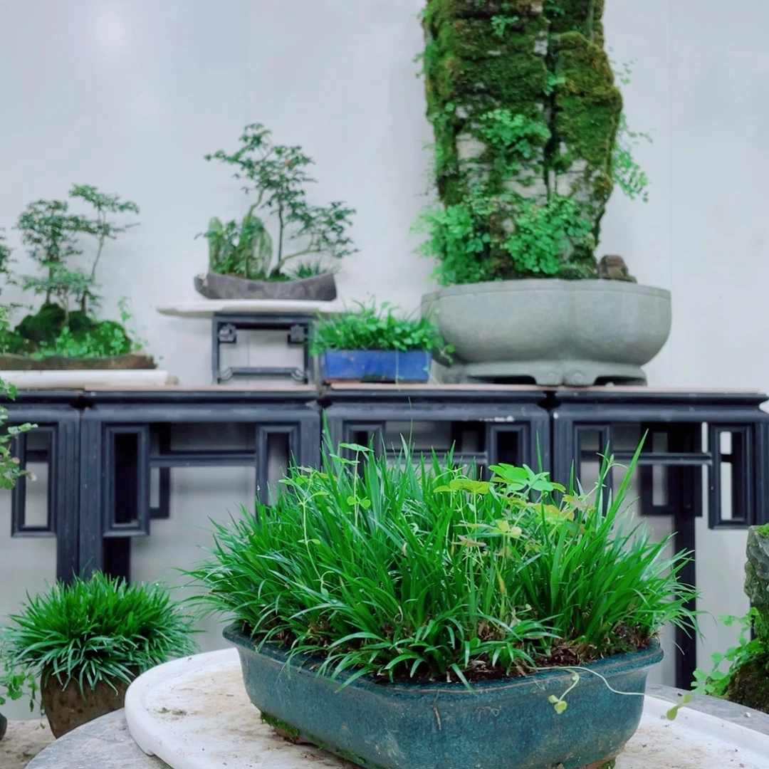 无铅玻璃铁线蕨铁线蕨铁线蕨