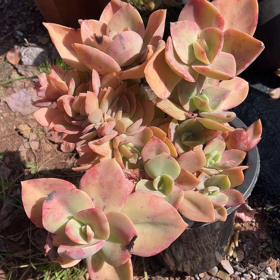 美***芝鹤氏缀化一物一拍