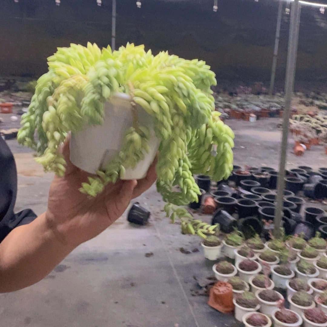 象牙玉坠散装带盆土，180杯