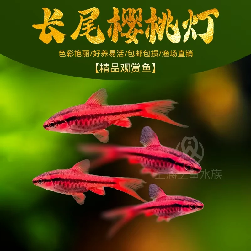 长尾樱桃灯红玫瑰鱼草缸小型鱼热带鱼观赏鱼淡水耐活活体宠物小鱼