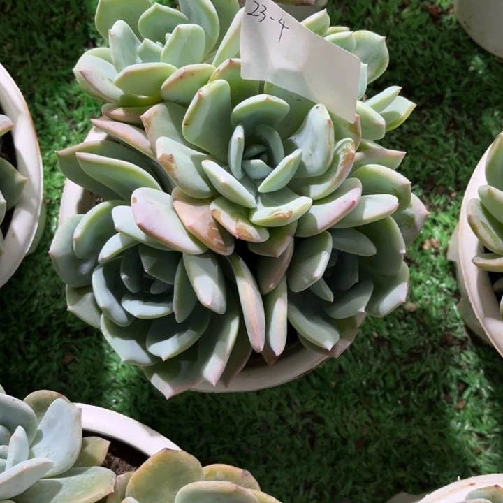?***鹿23-4凤橙多肉植物