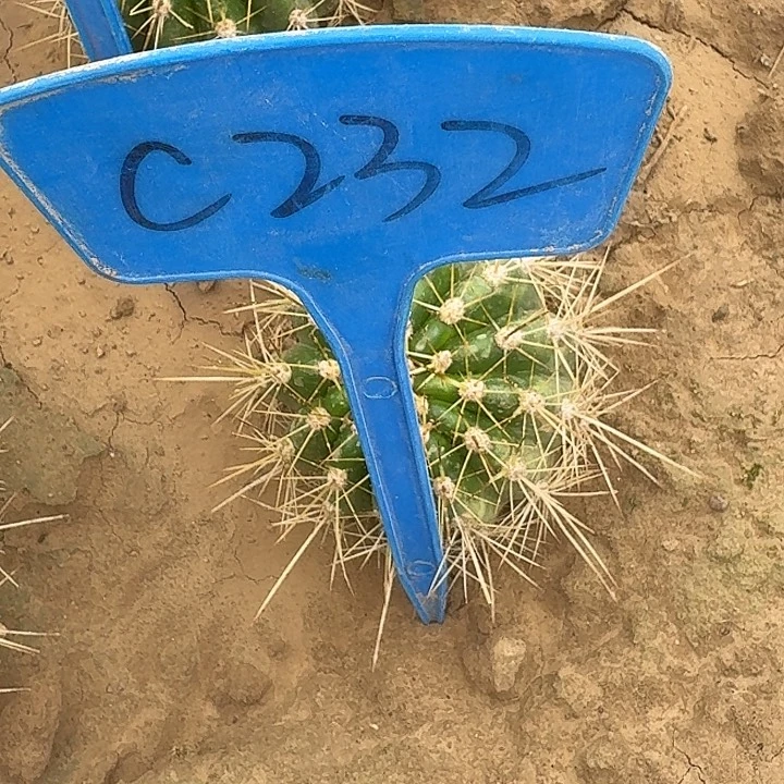 樱***莓C232,满江红瑕疵歪头
