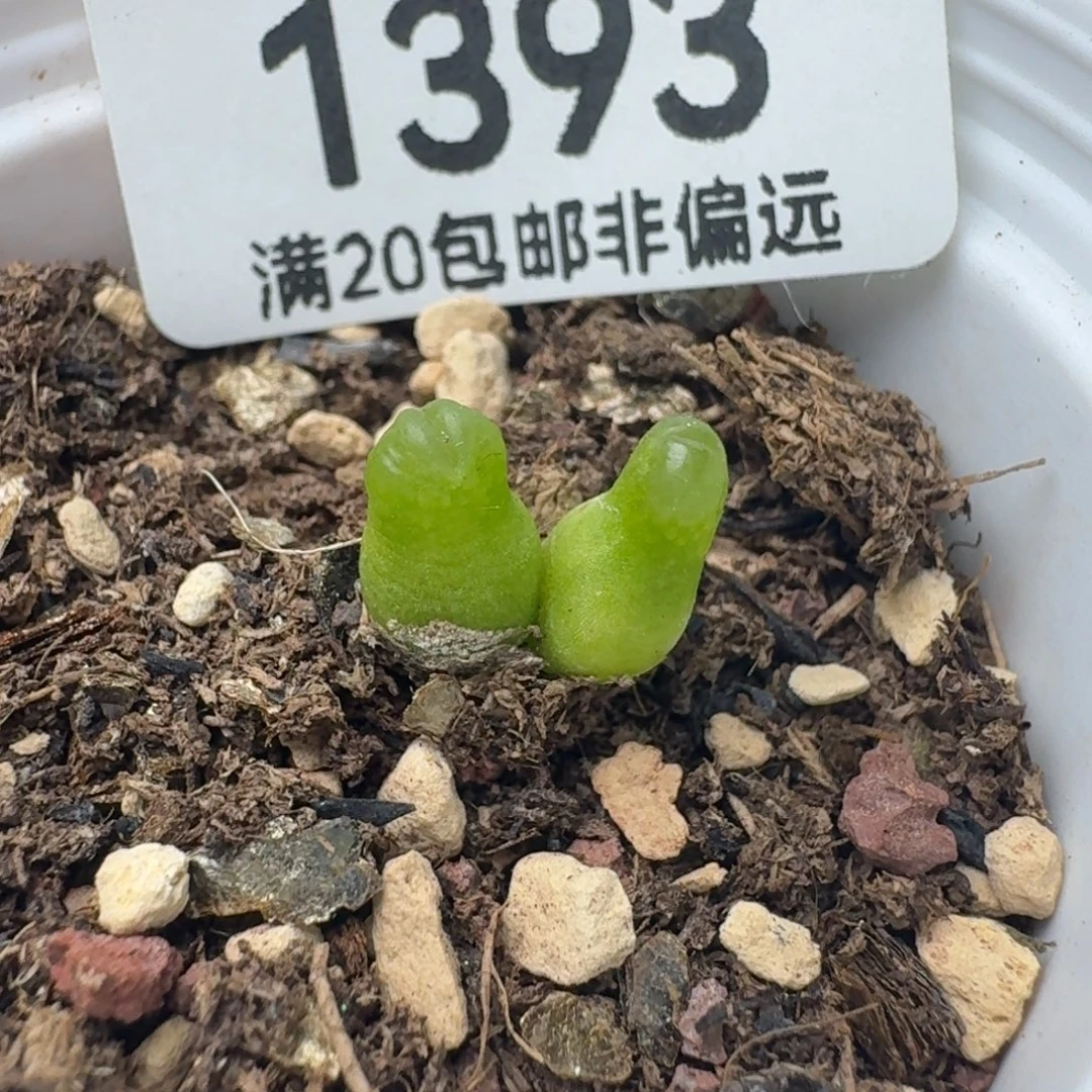 双头小葫芦带盆土