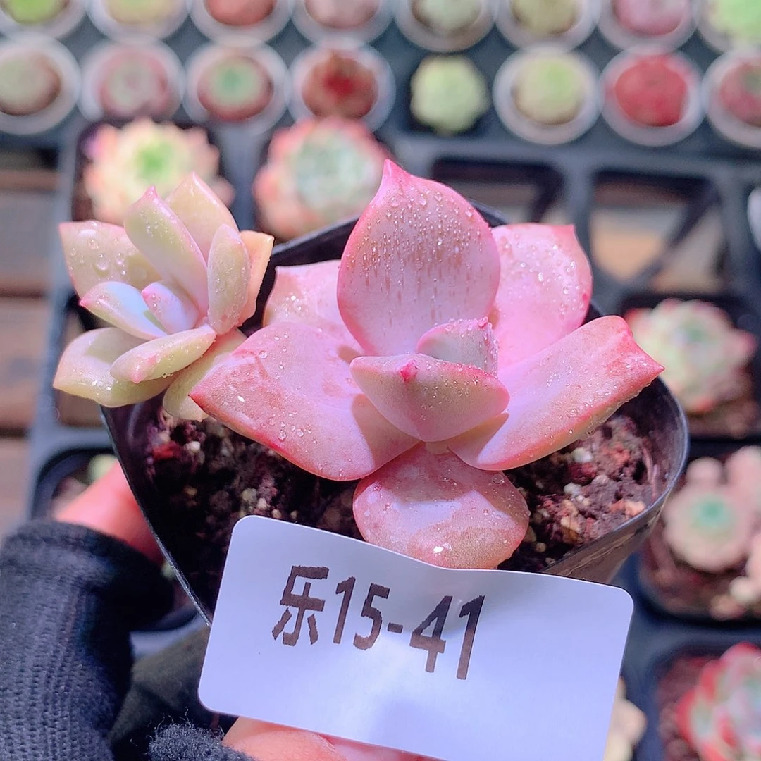 乐然15-41 彩虹糖