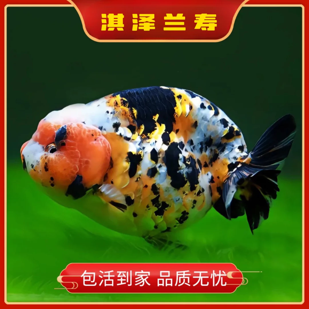 淇泽精品兰寿泰狮活体（直播间一鱼一价）