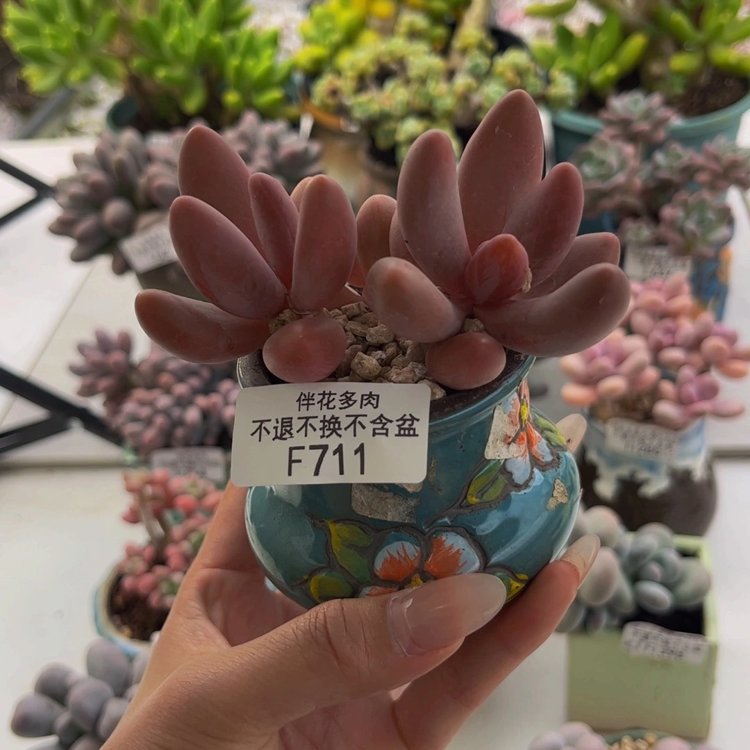 711-糖果美多肉 9cm