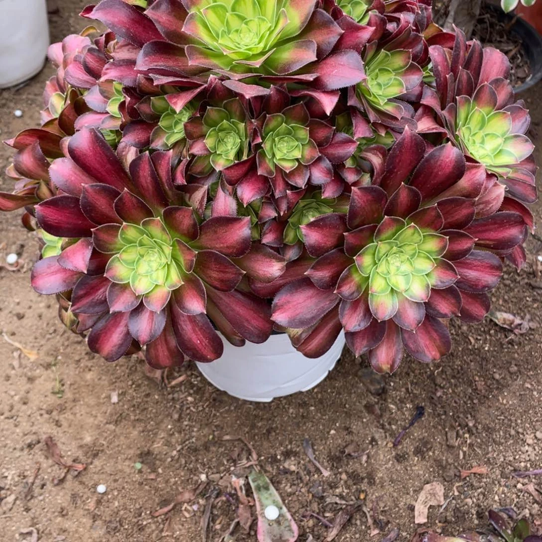 928韶华多肉法师断枝不包