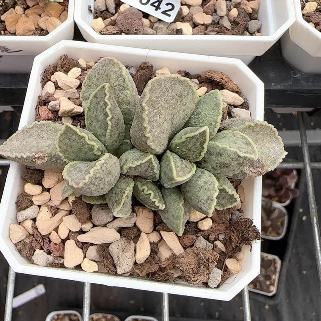 小****哥鲍鱼水泡多肉植物