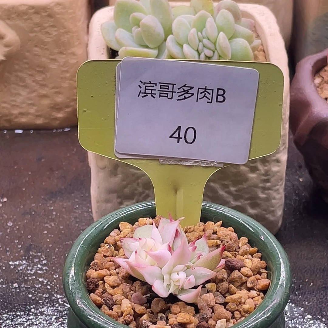 滨哥多肉B40三头吉娃娃锦变异