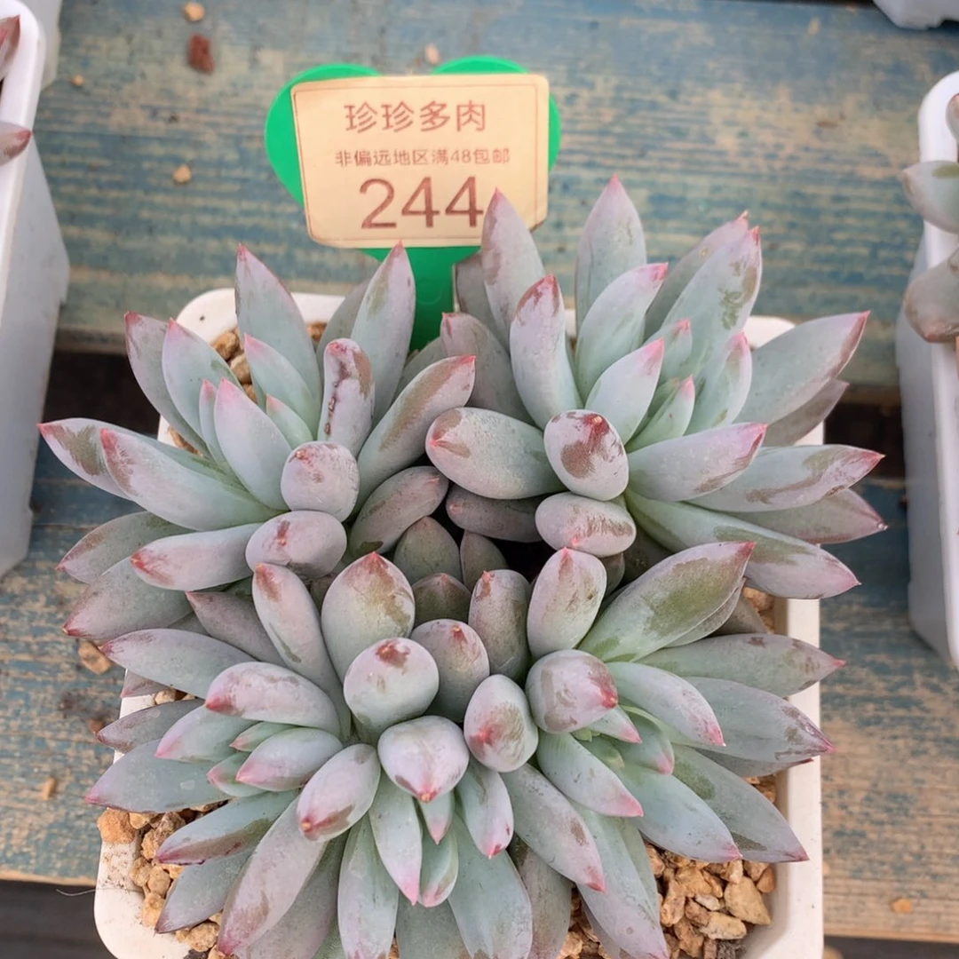 所罗门无砍平头244