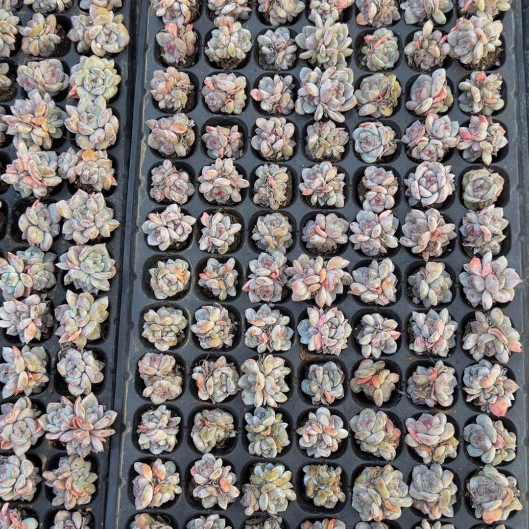 9颗一组紫皮石榴籽小群3头