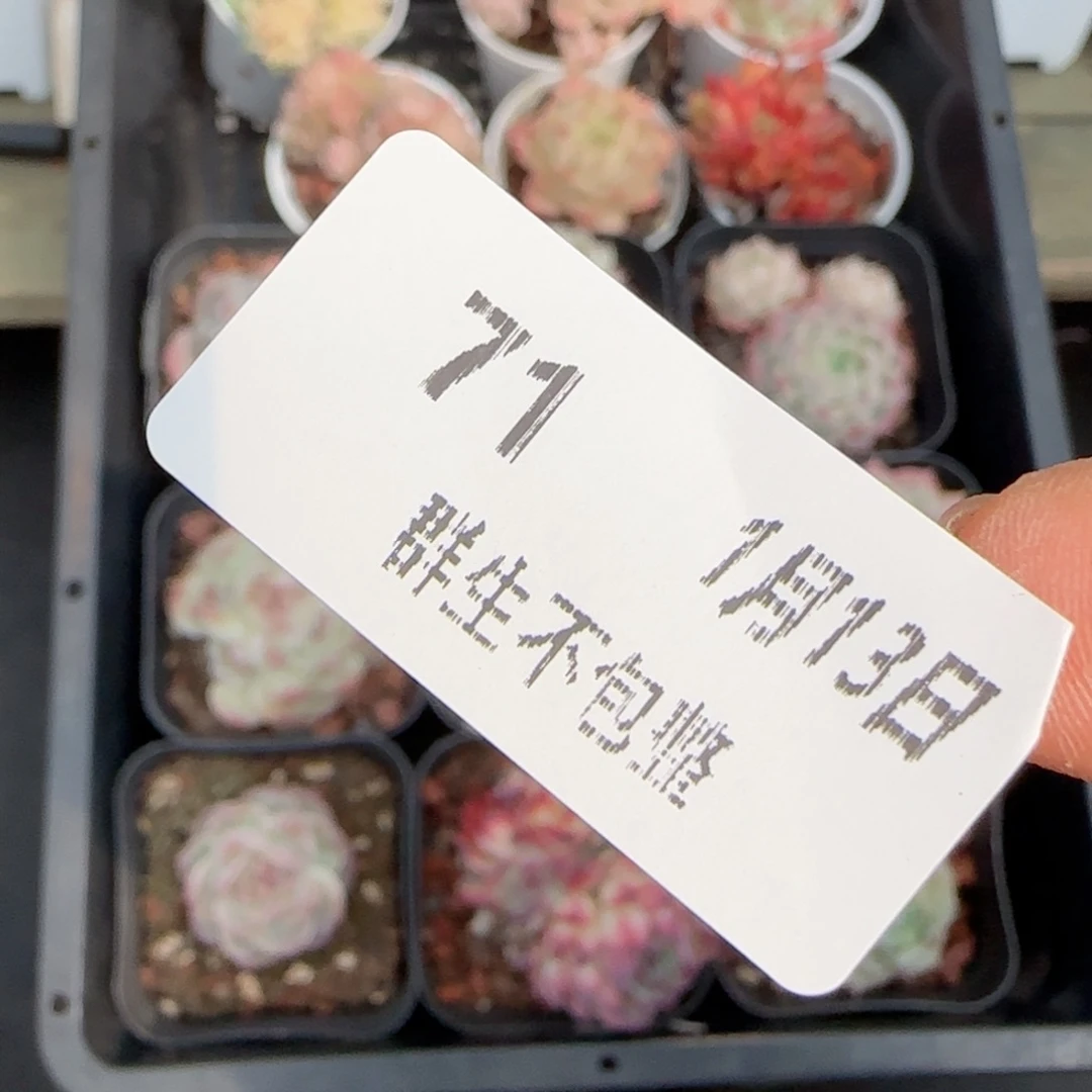 框拍框拍框0113-71