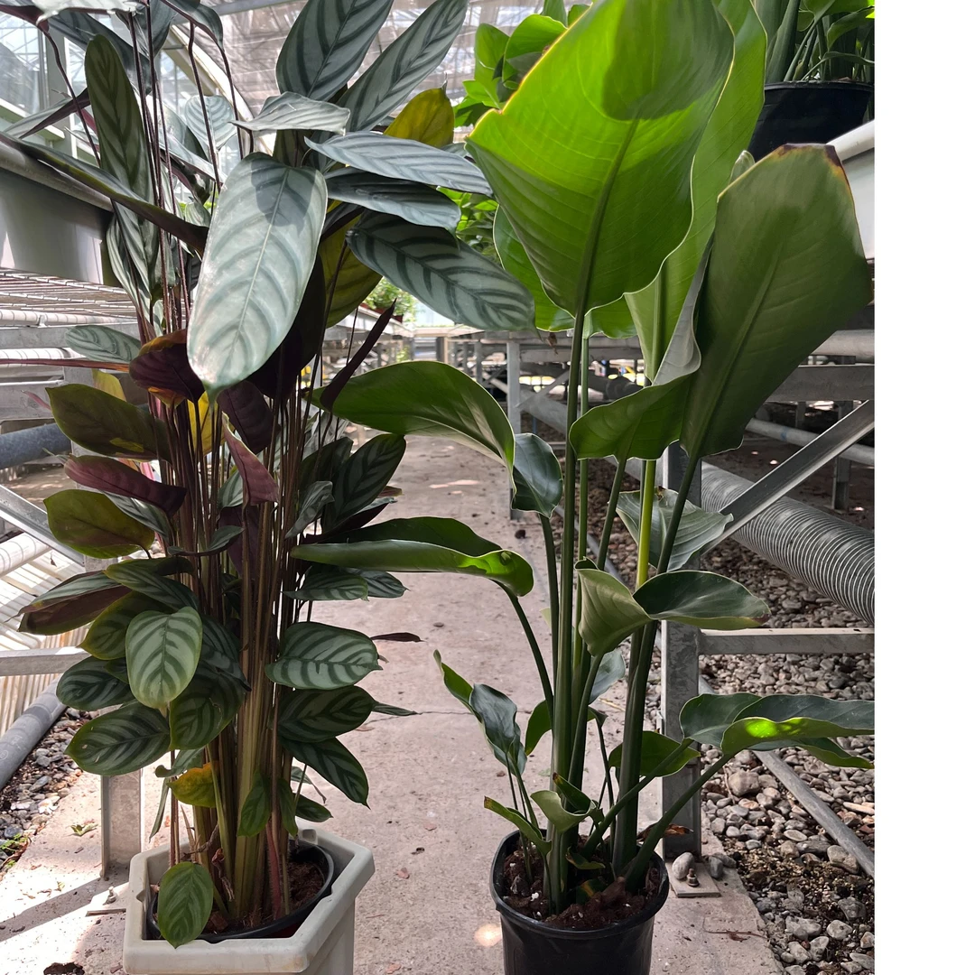 天堂鸟＋飞羽竹芋两个组合装